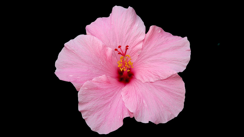 pink hibiscus (2)