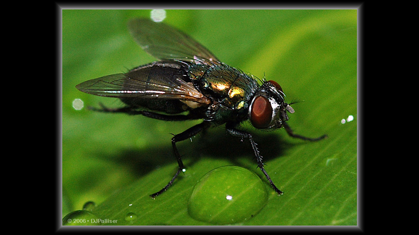 the fly (2)